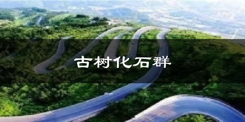 古树化石群今日天气