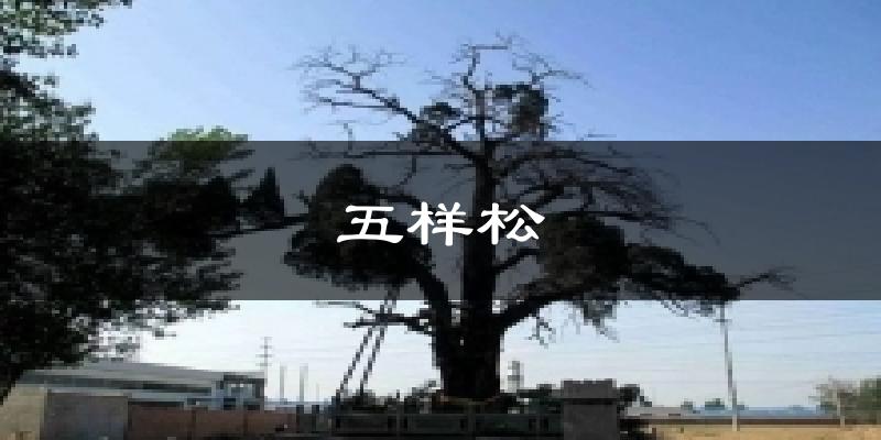 五样松今日天气
