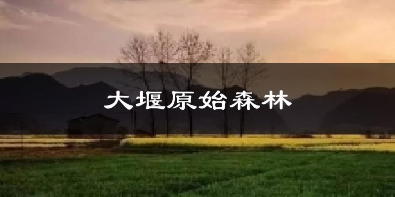 大堰原始森林今日天气